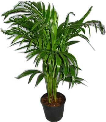  stanbul nternetten iek siparii  Areca palm  